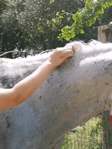 application soins dermite estivale cheval